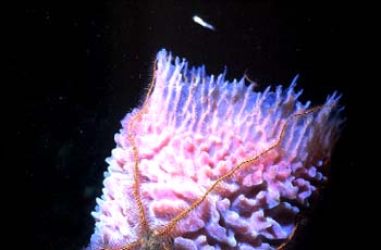 sponge