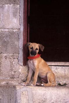 puppy
